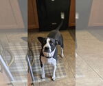 Small #3 American Pit Bull Terrier Mix
