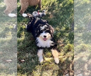 Bernedoodle (Miniature) Puppy for Sale in SOUTH ORANGE, New Jersey USA