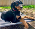Small #1 Rottweiler Mix