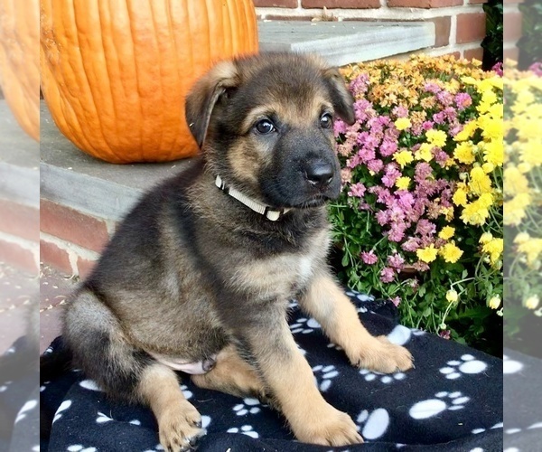 Medium Photo #25 German Shepherd Dog Puppy For Sale in HAMILTON, NJ, USA