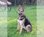 Small #9 German Shepherd Dog