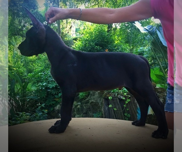 Medium Photo #7 Great Dane Puppy For Sale in OCALA, FL, USA