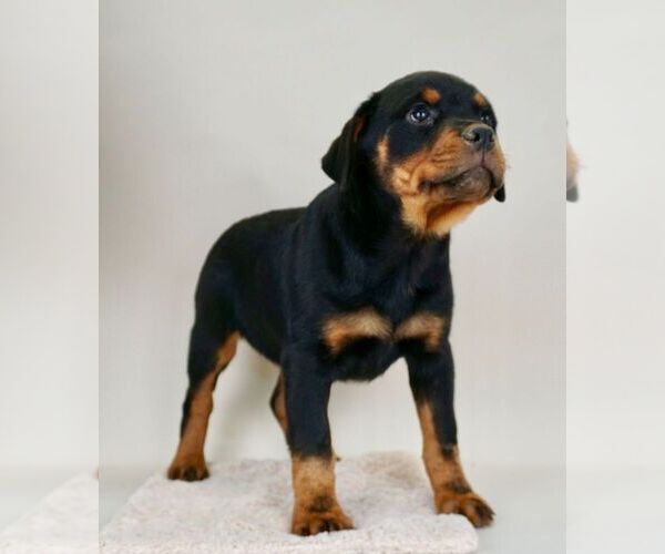 Medium Photo #19 Rottweiler Puppy For Sale in NAPPANEE, IN, USA