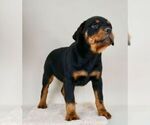 Small Photo #19 Rottweiler Puppy For Sale in NAPPANEE, IN, USA