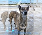 Small Photo #4 Greyhound Puppy For Sale in Cherry Hill, NJ, USA
