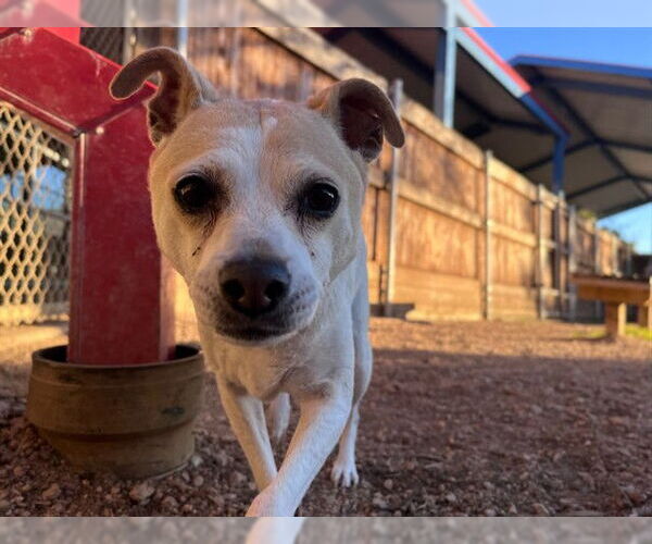 Medium Photo #2 Chihuahua-Unknown Mix Puppy For Sale in Plano, TX, USA