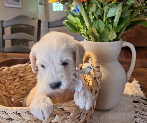 Medium Photo #3 Goldendoodle Puppy For Sale in LOUISA, VA, USA