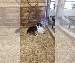 Father of the Australian Shepherd puppies born on 02/14/2026