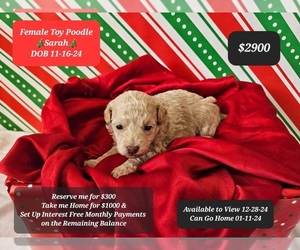 Poodle (Toy) Puppy for sale in TUCSON, AZ, USA