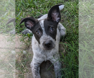 Rat Terrier-Unknown Mix Dogs for adoption in Oakhurst, NJ, USA