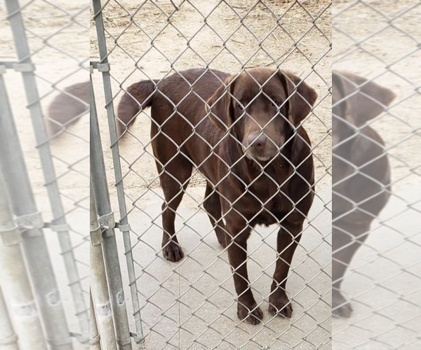 Medium Photo #1 Labrador Retriever Puppy For Sale in WESTBY, WI, USA