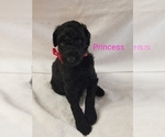 Small Photo #5 Poodle (Standard) Puppy For Sale in LAND O LAKES, FL, USA