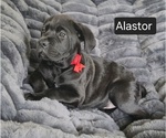 Small #4 Cane Corso