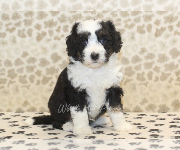 Medium Photo #4 Miniature Bernedoodle Puppy For Sale in DENVER, PA, USA