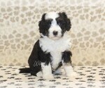 Small #3 Miniature Bernedoodle