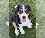 Small #2 Bernedoodle