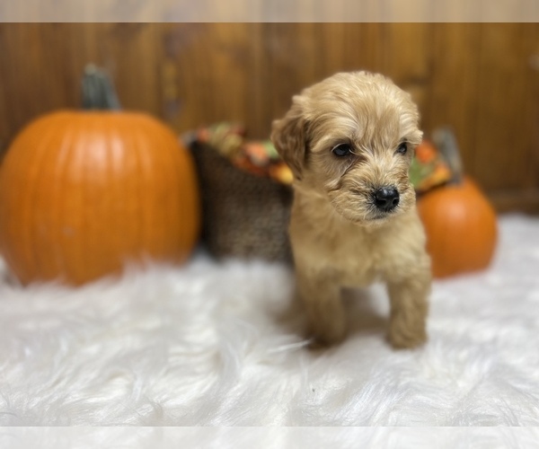 Medium Photo #4 Goldendoodle Puppy For Sale in NEOLA, WV, USA