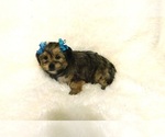 Small Photo #5 Shorkie Tzu Puppy For Sale in WARRENSBURG, MO, USA