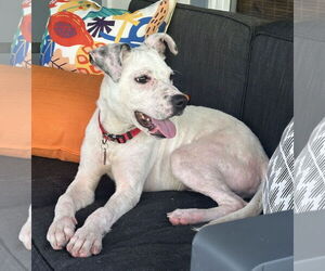 Labrador Retriever-Unknown Mix Dogs for adoption in Royal Palm Beach, FL, USA