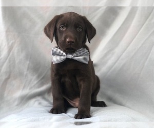 Labrador Retriever Puppy for sale in LAKELAND, FL, USA