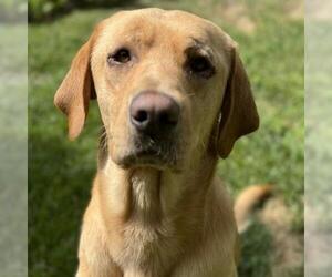 Labrador Retriever Dogs for adoption in San Diego, CA, USA