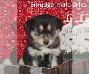 Goberian Puppy for sale in SHILOH, OH, USA