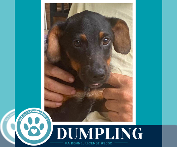 Medium Photo #2 - Mix Puppy For Sale in Kimberton, PA, USA