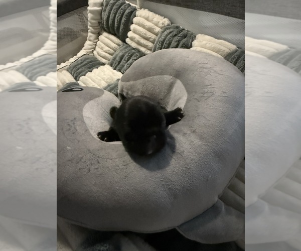 Medium Photo #4 French Bulldog Puppy For Sale in OPP, AL, USA