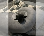 Small #3 French Bulldog