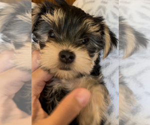 Yorkshire Terrier Puppy for sale in CAMDEN, SC, USA