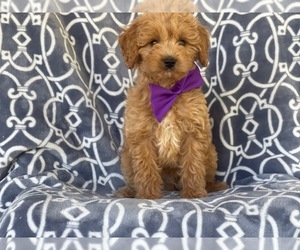 Goldendoodle-Poodle (Miniature) Mix Puppy for sale in LAKELAND, FL, USA