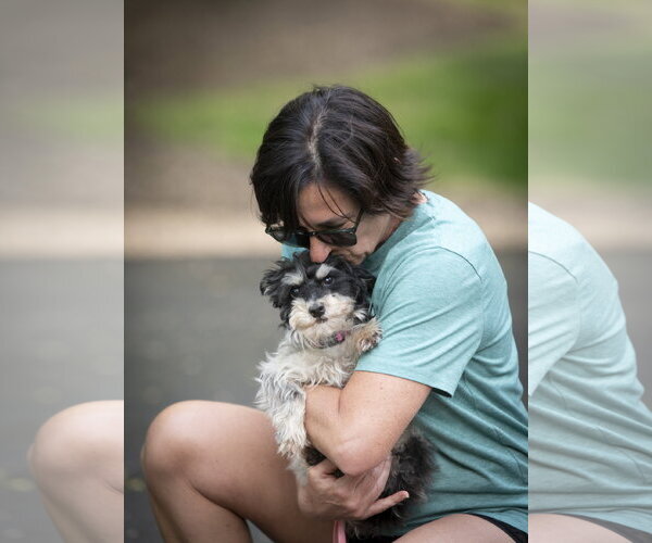 Medium Photo #2 Mutt Puppy For Sale in Arlington, VA, USA