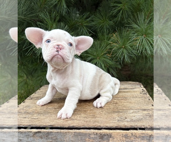 Medium Photo #5 French Bulldog Puppy For Sale in MIDDLEBURY, IN, USA