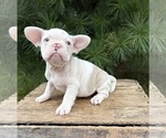 Small #4 French Bulldog