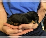 Small #16 Dachshund