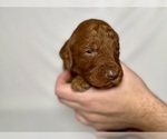 Small Photo #16 Goldendoodle Puppy For Sale in ABILENE, TX, USA
