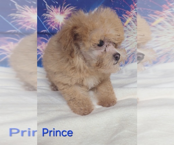 Medium Photo #3 Poodle (Toy) Puppy For Sale in AZLE, TX, USA