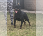 Small Photo #1 Rottweiler Puppy For Sale in CORONA, CA, USA