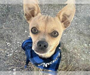 Chihuahua Dogs for adoption in Pueblo, CO, USA