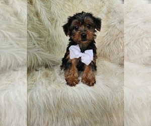 Yorkshire Terrier Puppy for sale in INDIANAPOLIS, IN, USA
