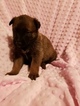 Small Photo #1 Belgian Malinois Puppy For Sale in BERRY, AL, USA