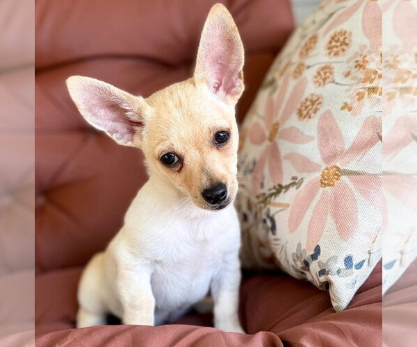 Medium Photo #2 Chihuahua-Unknown Mix Puppy For Sale in Canton, CT, USA