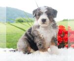 Small #2 Bernedoodle (Miniature)