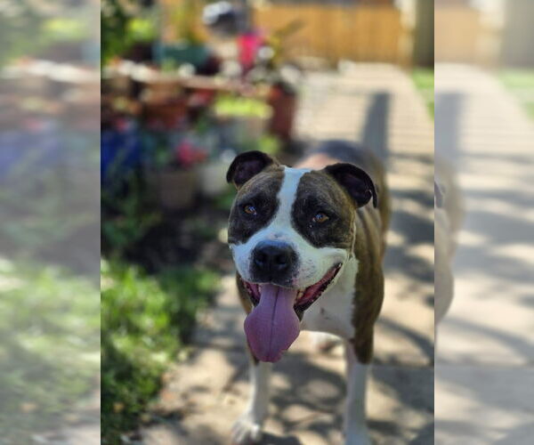 Medium Photo #6 American Pit Bull Terrier-Unknown Mix Puppy For Sale in Germantown, OH, USA