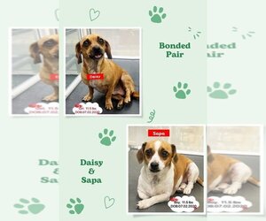 Black Mouth Cur-Dachshund Mix Dogs for adoption in West Hollywood, CA, USA