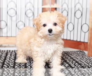 Maltipoo Puppy for sale in NAPLES, FL, USA