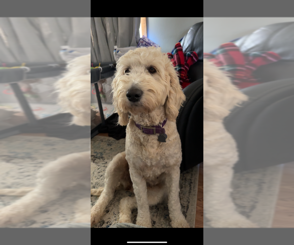 Medium Photo #1 Goldendoodle Puppy For Sale in GROVE CITY, PA, USA