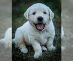 Small #8 English Cream Golden Retriever