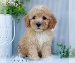 Small #3 Goldendoodle (Miniature)