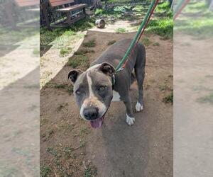 Mutt Dogs for adoption in Camarillo, CA, USA